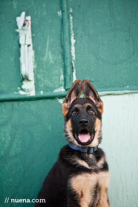 Bogey the German Shepherd Puppy | Nuena Photography