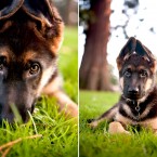 Bogey the German Shepherd Puppy | Nuena Photography