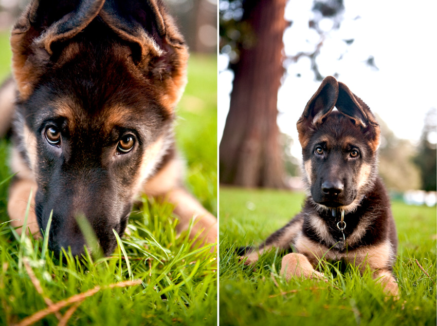 Bogey the German Shepherd Puppy | Nuena Photography