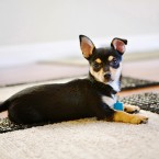 Cocoa the Chihuahua Mix Puppy | Nuena Photography