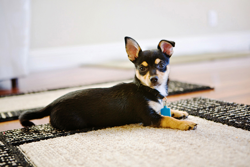 Cocoa the Chihuahua Mix Puppy | Nuena Photography