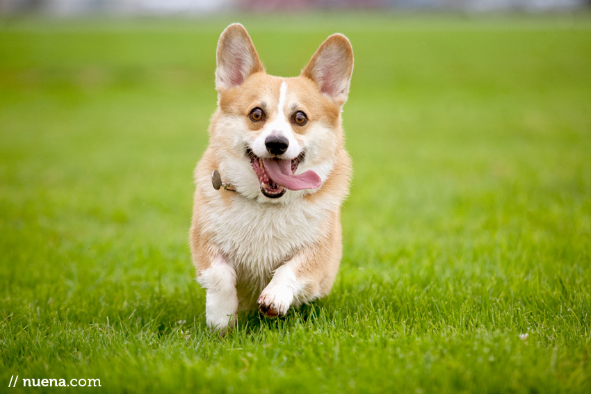 DJ the Corgi | Nuena Photography