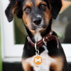 Puppies | Pets | Nuena Photography | Best Pet Photographer SF Bay Area