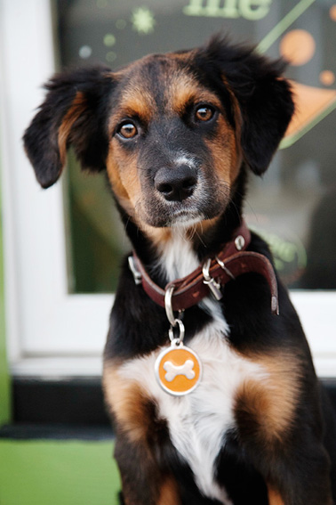 Puppies | Pets | Nuena Photography | Best Pet Photographer SF Bay Area