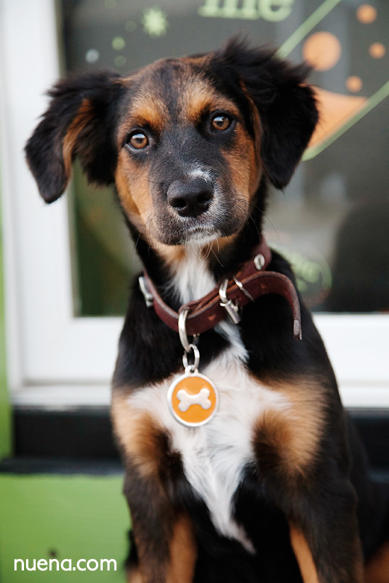 Finn the Australian Shepherd Mix | Nuena Photography