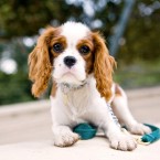Gemma the Cavalier King Charles Spaniel Puppy | Nuena Photography