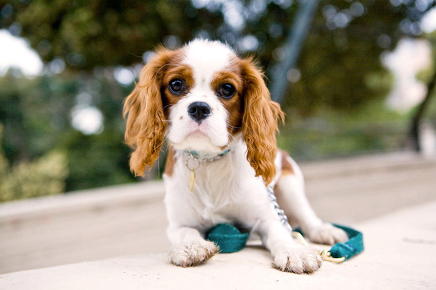 Gemma the Cavalier King Charles Spaniel Puppy | Nuena Photography