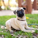 Gus the Pug Puppy | Nuena Photography