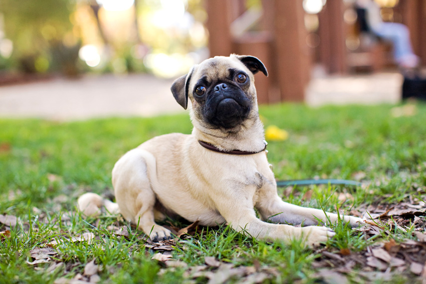 Gus the Pug Puppy | Nuena Photography