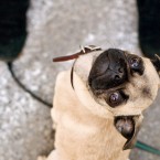 Gus the Pug Puppy | Nuena Photography