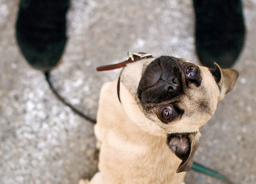 Gus the Pug Puppy | Nuena Photography