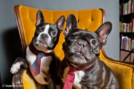 Harley and Finn | Nuena Photography