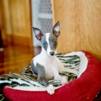 Kiera the Italian Greyhound Puppy | Nuena Photography