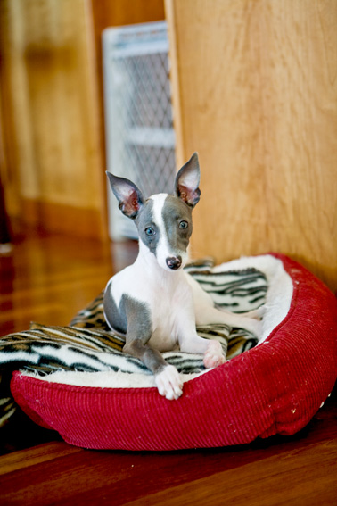 Kiera the Italian Greyhound Puppy | Nuena Photography