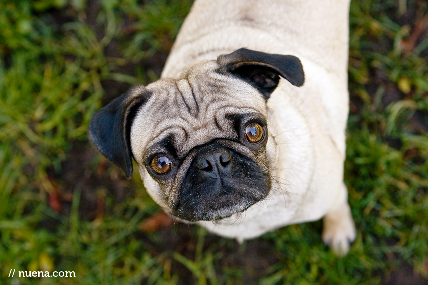 Kira the Pug | Nuena Photography