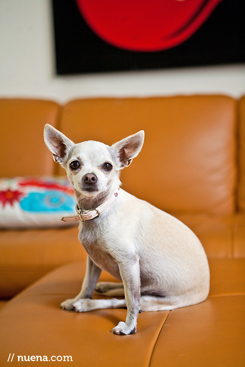 Lily the Chihuahua | Nuena Photography