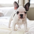 Monti the French Bulldog Puppy | Nuena Photography