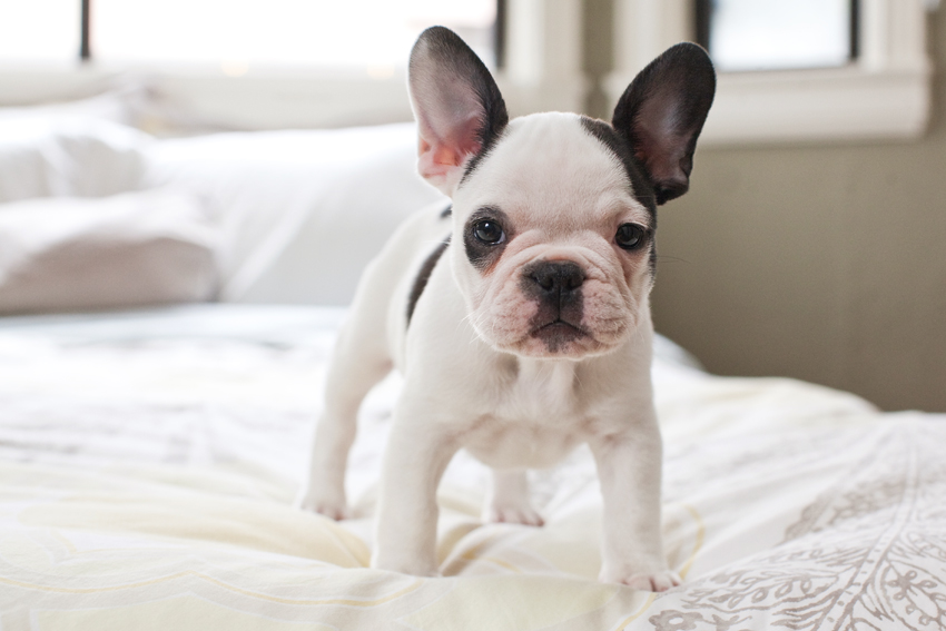 Monti the French Bulldog Puppy | Nuena Photography