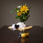 Monti the French Bulldog Puppy | Nuena Photography