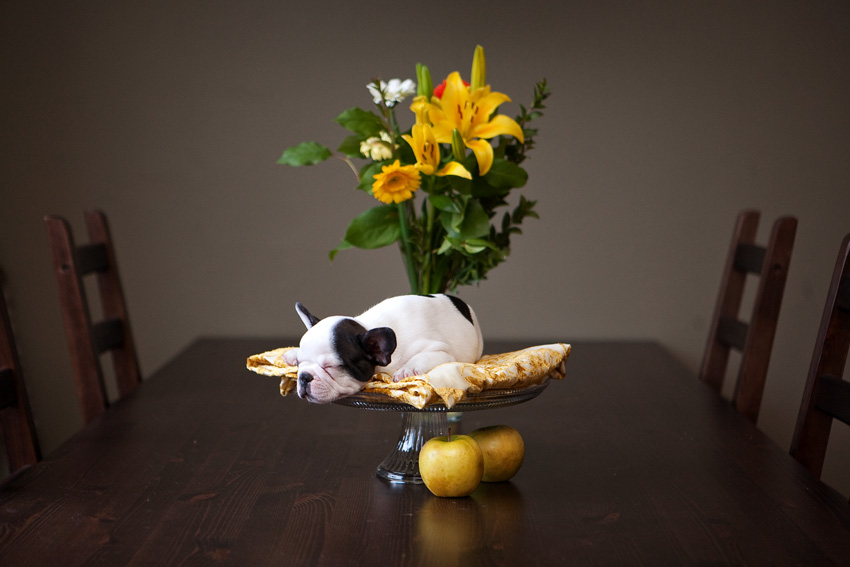 Monti the French Bulldog Puppy | Nuena Photography