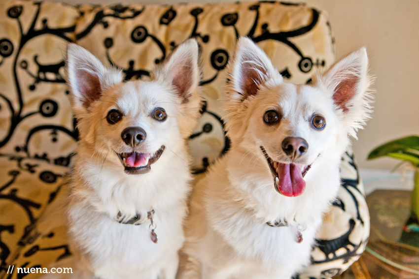 Ollie and Bennie the American Eskimo Mixes | Nuena Photography