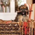 Puppies | Pets | Nuena Photography | Best Pet Photographer SF Bay Area