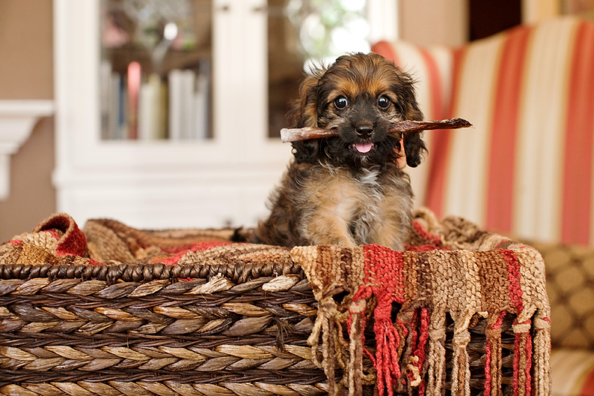 Puppies | Pets | Nuena Photography | Best Pet Photographer SF Bay Area