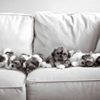 Puppies | Pets | Nuena Photography | Best Pet Photographer SF Bay Area