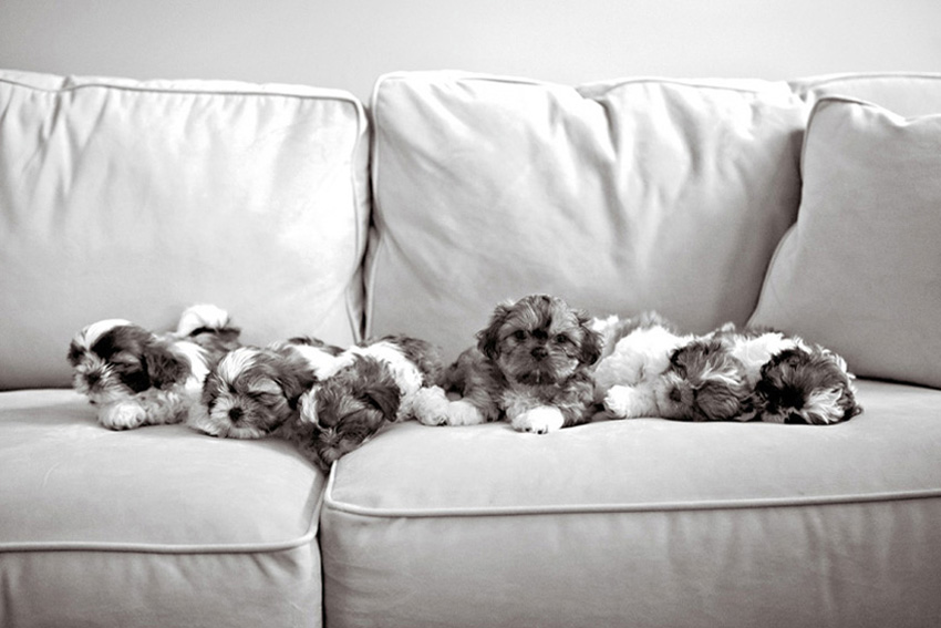 Puppies | Pets | Nuena Photography | Best Pet Photographer SF Bay Area