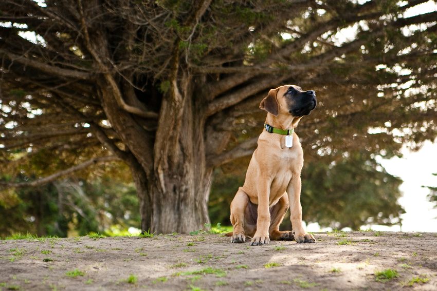 Rino the Mastiff Puppy | Nuena Photography