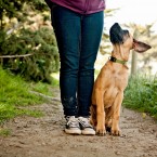 Rino the Mastiff Puppy | Nuena Photography
