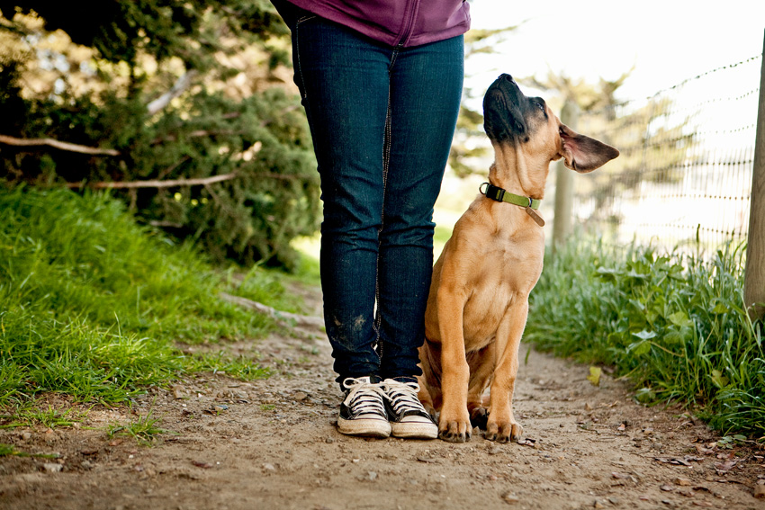 Rino the Mastiff Puppy | Nuena Photography