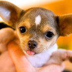 Romeo the Chihuahua Puppy | Nuena Photography
