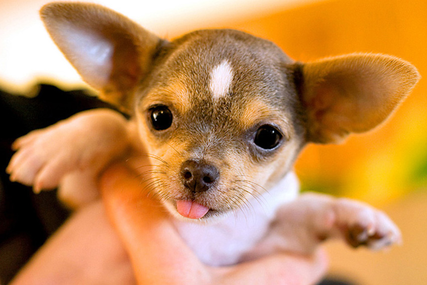 Romeo the Chihuahua Puppy | Nuena Photography