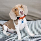 Shorty the Beagle Puppy | Nuena Photography