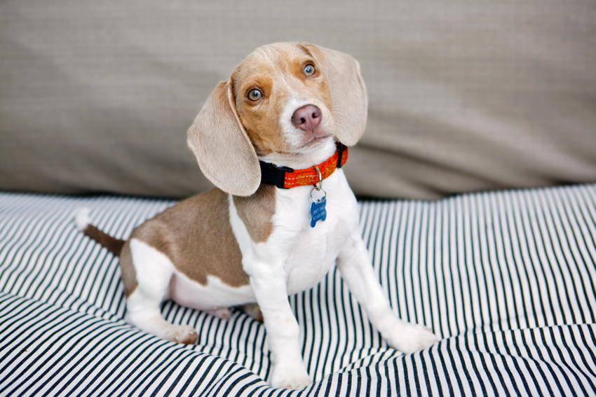 Shorty the Beagle Puppy | Nuena Photography