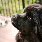 Tessa the Newfoundland Puppy | Nuena Photography