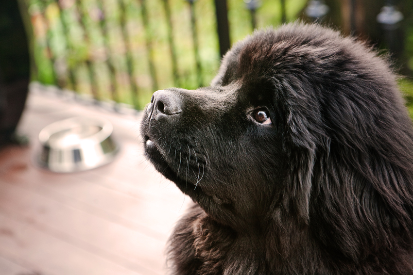 Tessa the Newfoundland Puppy | Nuena Photography