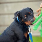Thor the Rottweiler Puppy | Nuena Photography