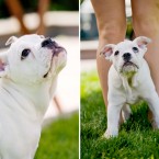 Wasabi the Bulldog Puppy | Nuena Photography