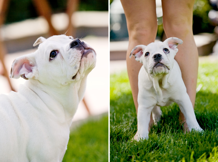Wasabi the Bulldog Puppy | Nuena Photography