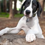 Yohji the Great Dane Puppy | Nuena Photography