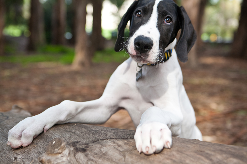 Yohji the Great Dane Puppy | Nuena Photography