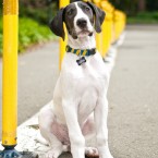Yohji the Great Dane Puppy | Nuena Photography