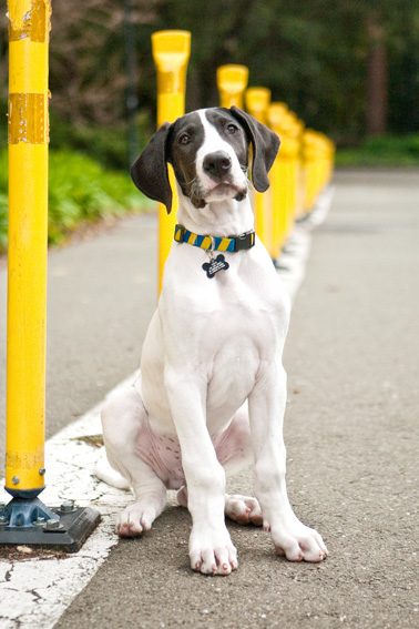 Yohji the Great Dane Puppy | Nuena Photography