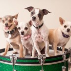 Studio | Dogs | Portfolio | Nuena Photography