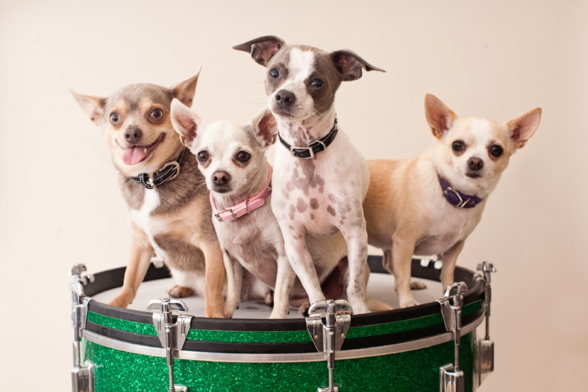 Studio | Dogs | Portfolio | Nuena Photography
