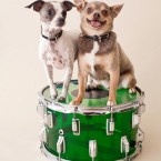 Studio | Dogs | Portfolio | Nuena Photography