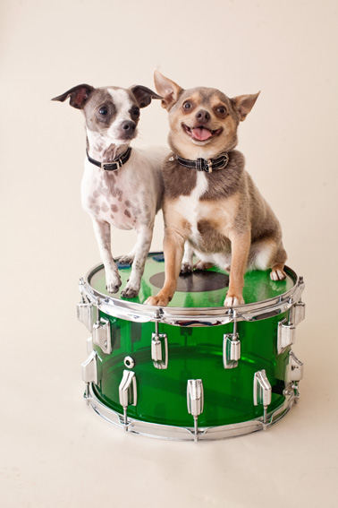 Studio | Dogs | Portfolio | Nuena Photography