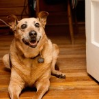 Apple | Muttville | Nuena Photography